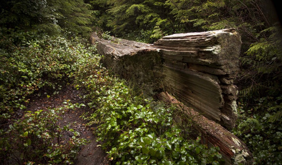 Abandoned canoe